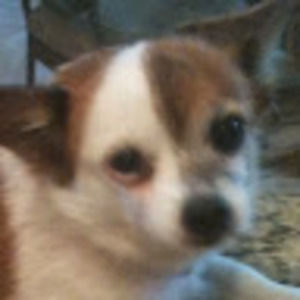 Meet your Posher, Barry